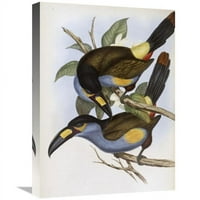 IN. Laminirani brdo Toucan Art Print - John Gould