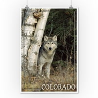Kolorado, vuk u šumi