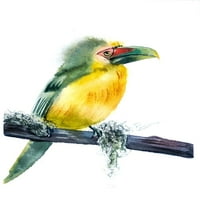 Tropički poster ptica Ispis Olge Shefranav