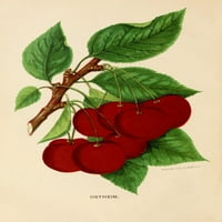 Kanadski hortikulturistički 1888- Ostheim trešnje za plakat Print nepoznato