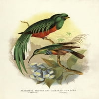 Crested Quetzal, Pharomachrus Antisianus, Anda Poster Print ® Florilegis Mary Evans