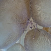 Gotovo nevidljive škampe živi među bulbousnim šljokicama mjehurićeg koralja na grebenu u Lembeh Stret,