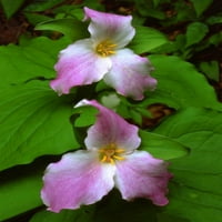 Tennessee, sjajan dimljeni mts trillium cvijeće Christopher Talbot Frank