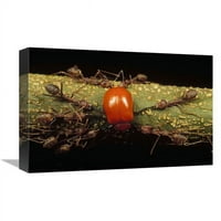 In. Weaver Ant Group ubijajući list Beetle, Gombak, Malezija Art Print - Mark Moffett