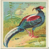 Swinhoe fazan, iz ptica Tropics serije za Allen & Ginter cigarete marke Poster Print