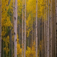 Aspen drveće u šumi, Telluride, okrug San Miguel, Kolorado, SAD Poster Print