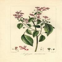 Cvijet komaraca ili ružičasta četkica, Lopezia Racemosaa Poster Print ® Florilegis Mary Evans