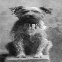 Vojni pas, 1902. N'Drummer, 'ukrašen pas sa Northumberland Fusiliers. Fotografija, C1902. Poster Print