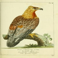 Naturgeschichte des Thierreichs Golden Eagle Poster Print Daniel Sotzmann