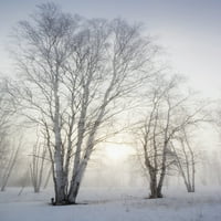 Ontario, Kanada; Breza stabla u magli iz zimskog plakata Ispis