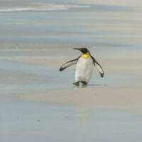 Istočni Falkland King Penguin hoda na plaži Cathy - Gordon Illg