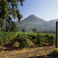 Vinograd u Chateau St. Jean Vinarija, Kenwood, Sonoma County, California, Sjedinjene Američke Države Poster Print