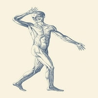 Vintage Anatomy Print ima umjetnički pogled na montirani mišićni sistem. Poster Print John Parrot Stocktrek