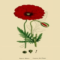 Engleski botanirani Common Red Poster Print James Sowerby