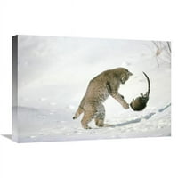 u. Bobcat lov mošus u zimu, Idaho Art Print - Michael Quinton