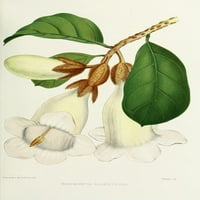 Poznato indijski cvijeće Beaumontia Grandiflora Poster Print od Lena Lowis