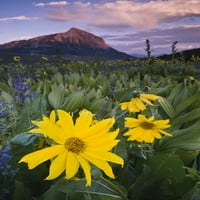 Chested Butte Cvijeće MT Crested Butte by Nancy Rotenberg