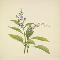Američki divlji cvijeće drvo za divljač za plakat Print Mary V. Walcott