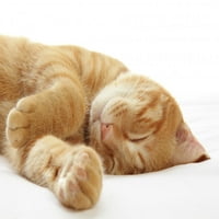 Đumbir Cat Spavaća kreveta za spavanje naljepnica Wallmonkeys Peel i Stick Graphic WM98881