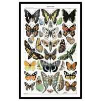 Vintage Adolphe Millot poster - Retro Lepidopteology Print - Unfamed Wall Art - Poklon za umjetnika,