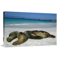 u. Galapagos morski lav grupa spava na plaži, otoci Galapagos, Ekvador Art Print - Tui de Roy