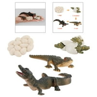 Životni ciklus alligatorske faze figure obrazovanja učenje igračaka tematske zabave