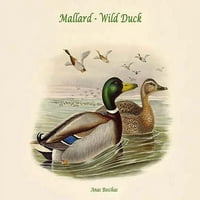 Anas Boschas - Mallard - poster za divlje patke otisak Johna Gould