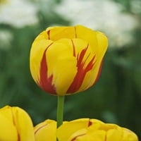 Holandija, lisse tulip sorta Dennis Flaherty