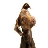 Slatka štenad Mješanac Brown Dog Face Portret Komunalna fotografija PASS plakati za zid Funny Dog Zidno