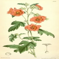 Časopis Curtisa obojen mallow poster Print W. Fitch