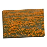 Gango Domaći dekor Kalifornija Poppies II od Lee Peterson; Jedna 36x24IN ručno rastegnuta platna