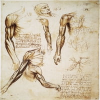 Leonardo: Anatomija, C1510. NPEN i Ink studije Leonarda da Vinci, C1510, mišića ruke i površnih plovila.