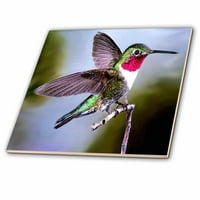 Hummingbird, ptica keramička pločica CT-960-4