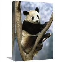 IN. Giant Panda Wolong Valley, Kina Art Print - Pete Oxford