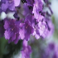 Dizajn slike DPI Jacaranda Fern Tree, Jacaranda Acutifolia Soft Focus ljubičasti cvijeće Poster Print, 11