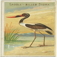 Sedlo-roda, od ptica serije Tropice za Allen & Ginter cigarete marke Poster Print