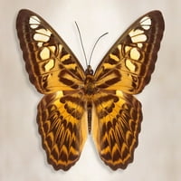 Clipper Butterfly Poster Print Chichard Reynoldsa