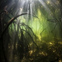 Grede sunčeve svjetlosti filtra kroz nadstrešnica mangrove šume. Poster Print Ethan Daniels Stocktrek