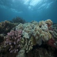 Zdravi koralji pokrivaju greben u laguni Beqa, Fidži Poster Print
