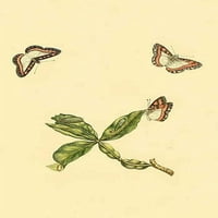 Surinam Leptiri, moljac i gusjenice - Whine Art Platno Ispis