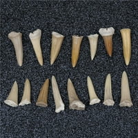 Šarmantne morske psove ogrlice zuba morski psi Dekor ukrasi za ogrlice za ogrlice