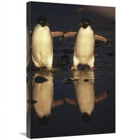 Globalna galerija u. Adelie Penguins Clossing Ljeto Melt Bazen, Cape Adare, Ross Sea, Antarktika Art Print - Tui de Roy