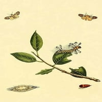 Surinam leptiri, moljac i caterpillars Poster Print by Jan Sepp