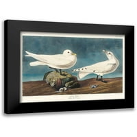 Audubon, John James Crni modernog uokvirenog muzeja Art Print pod nazivom - Ivory Gull