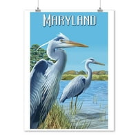 Maryland, scena plave čaplje