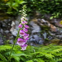 Ružičasti cvijet foxglove u cvatu sa papratima među zemljom, batofartove; Victoria, British Columbia,