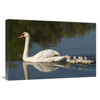 Global Gallery In. Mute Swan sa cignetima, Metropark Kensington, Milford, Michigan Art Print - Steve