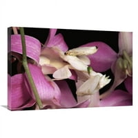 in. Orchid Mantis & Orchid cvijet, Malezija Art Print - Michael & Patricia Fogden