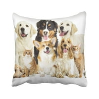 Grupni ljubimac na bijelom pored Cavy Cavy Zatvori pas Pas Cat Jastuk jastuk na poklopcu jastuci