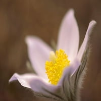Kanada-Manitoba-Mars Hill Divljač divljih divljih divljih divljih detalja o cvijetu prerijskih krokusa Jaynes Gallery